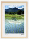 【抽選ポイント100%バック】アートフォト 絵画 壁掛け 田植えが終わった田圃から白山を垣間見る/白山市/インテリア 壁掛け 額入り 額装込 風景画 油絵 ポス...