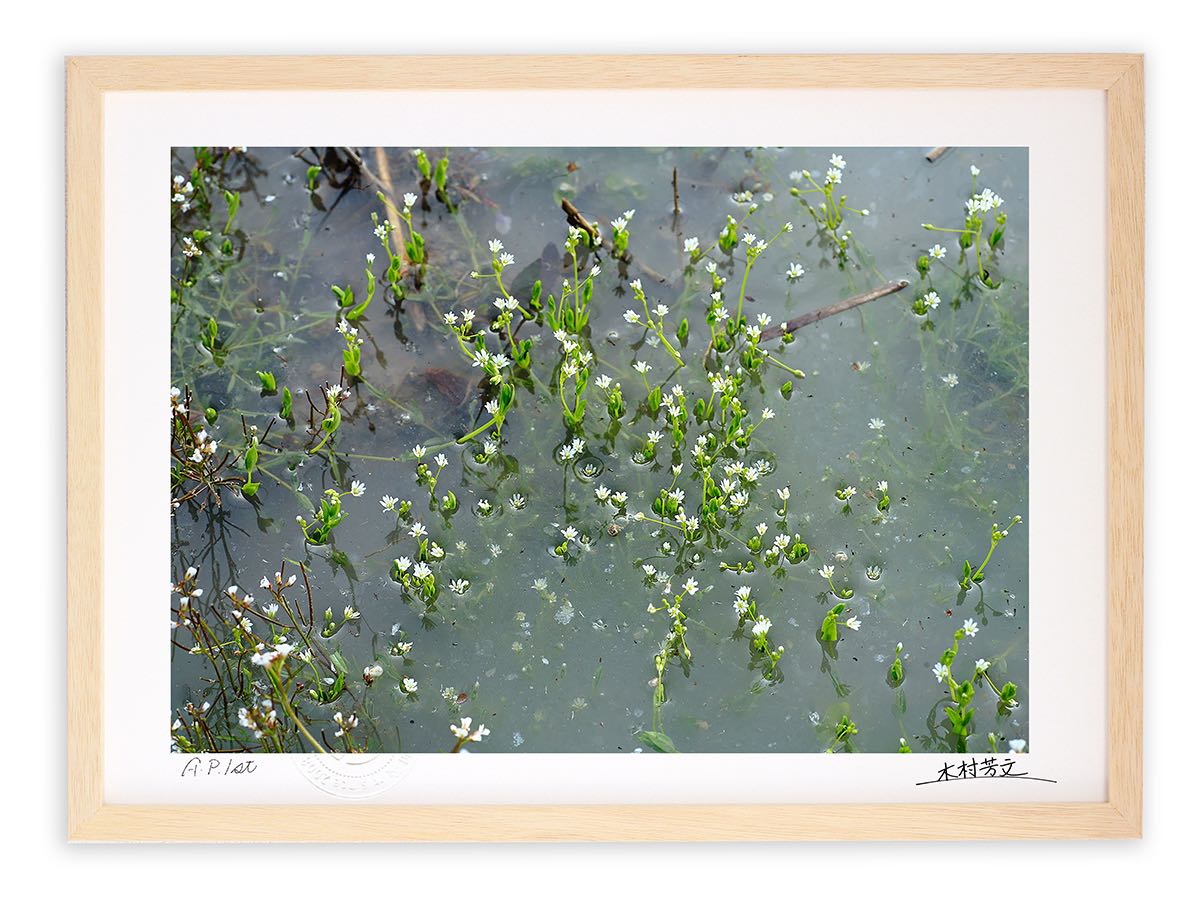 【スーパーSALE半額】アートフォト 絵画 壁掛け ハコベ・田んぼの水入れ/白山市/インテリア 壁掛け 額入り 額装込 風景画 油絵 ポスター アート アートパ...