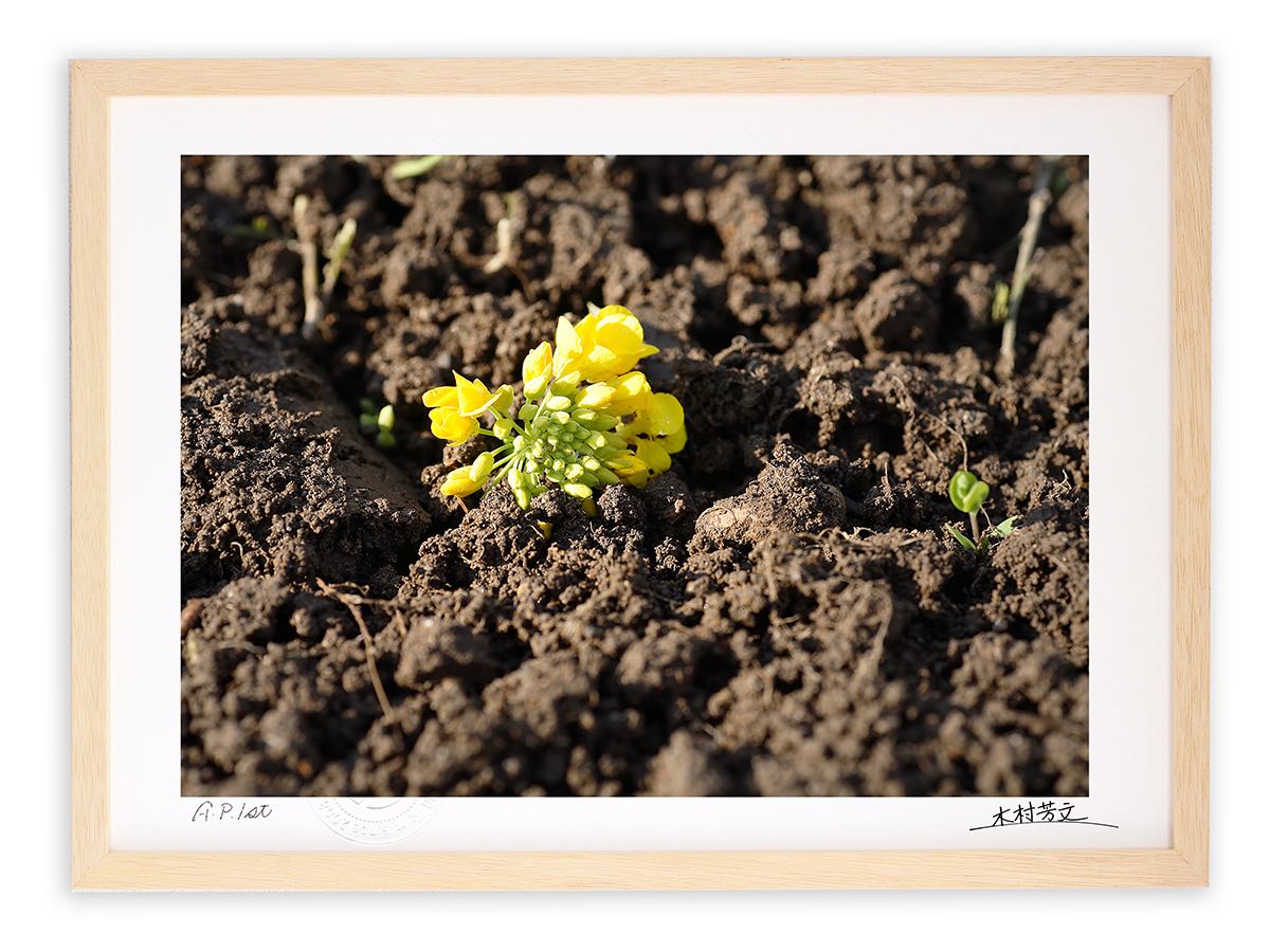 【スーパーSALE半額】アートフォト 絵画 壁掛け 菜の花・耕作の季節/白山市/インテリア 壁掛け 額入り 額装込 風景画 油絵 ポスター アート アートパネル...