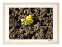 最大100%ポイントバック!限定抽選 アートフォト 絵画 壁掛け 菜の花・耕作の季節/白山市/インテリア 壁掛け 額入り 額装込 風景画 油絵 ポスター アート...