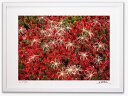 最大100%ポイントバック!限定抽選 アートフォト 絵画 壁掛け チングルマの紅葉2/白山/インテリア 壁掛け 額入り 額装込 風景画 油絵 ポスター アート ...