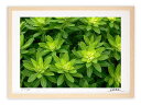 最大100%ポイントバック!限定抽選 アートフォト 絵画 壁掛け ハクサンタイゲキ/白山/インテリア 壁掛け 額入り 額装込 風景画 油絵 ポスター アート ア...