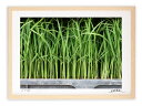 最大100%ポイントバック!限定抽選 アートフォト 絵画 壁掛け 苗/白山市/インテリア 壁掛け 額入り 額装込 風景画 油絵 ポスター アート アートパネル ...