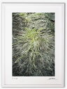 【スーパーSALE50%OFF】アートフォト 絵画 壁掛け 冬越ししたミズナ/白山市/インテリア 壁掛け 額入り 額装込 風景画 油絵 ポスター アート アート...