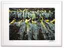 最大100%ポイントバック!限定抽選 アートフォト 絵画 壁掛け 冬越ししたネギ2/白山市/インテリア 壁掛け 額入り 額装込 風景画 油絵 ポスター アート ...