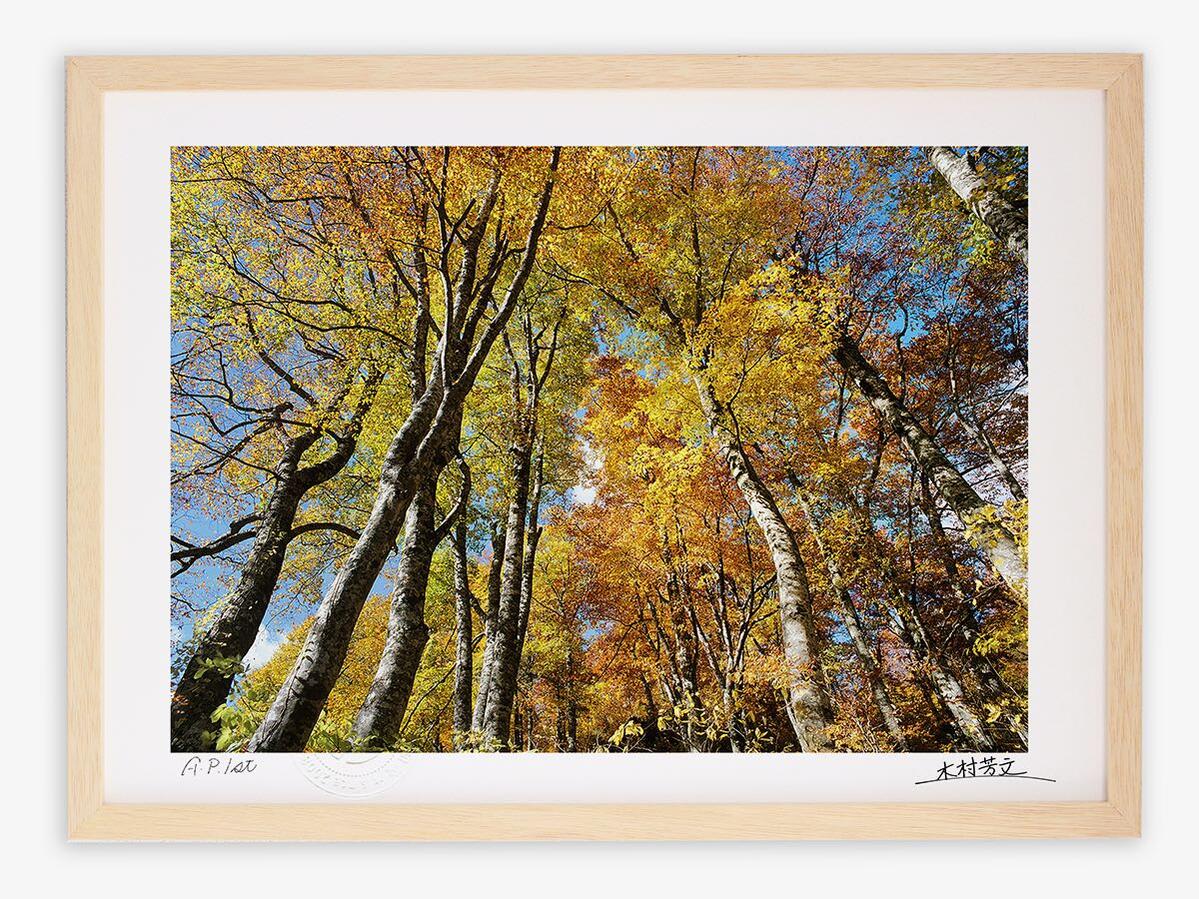 【スーパーSALE半額】アートフォト 絵画 壁掛け ブナ原生林の秋/白山/インテリア 壁掛け 額入り 額装込 風景画 油絵 ポスター アート アートパネル リビ...