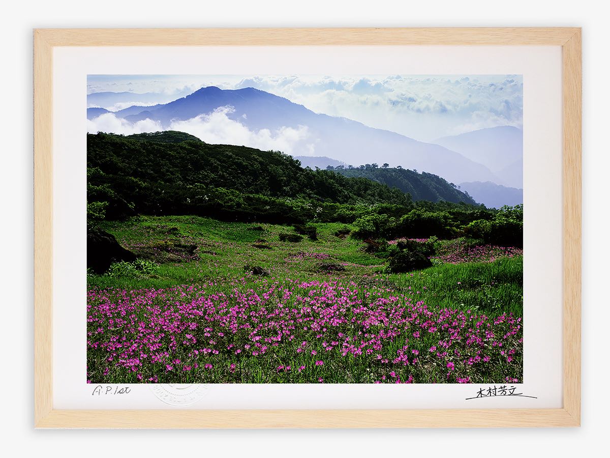 【スーパーSALE半額】アートフォト 絵画 壁掛け ハクサンコザクラ群落3/白山/インテリア 壁掛け 額入り 額装込 風景画 油絵 ポスター アート アートパネ...