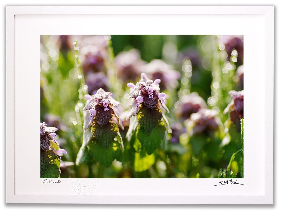 【スーパーSALE半額】アートフォト 絵画 壁掛け ヒメオドリコソウ/岐阜県白川村/インテリア 壁掛け 額入り 額装込 風景画 油絵 ポスター アート アートパ...