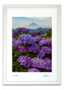最大100%ポイントバック!限定抽選 版画 絵画 紫陽花と富士 富士山インテリア 額入り 額装込 風景画 油絵 ポスター アート アートパネル リビング 玄関 ...