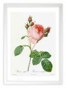 最大100%ポイントバック!限定抽選 版画 絵画 ロサ・ケンティフォリア ルドゥーテ ボタニカル 薔薇 バラ インテリア 額入り 額装込 風景画 油絵 ポスター...
