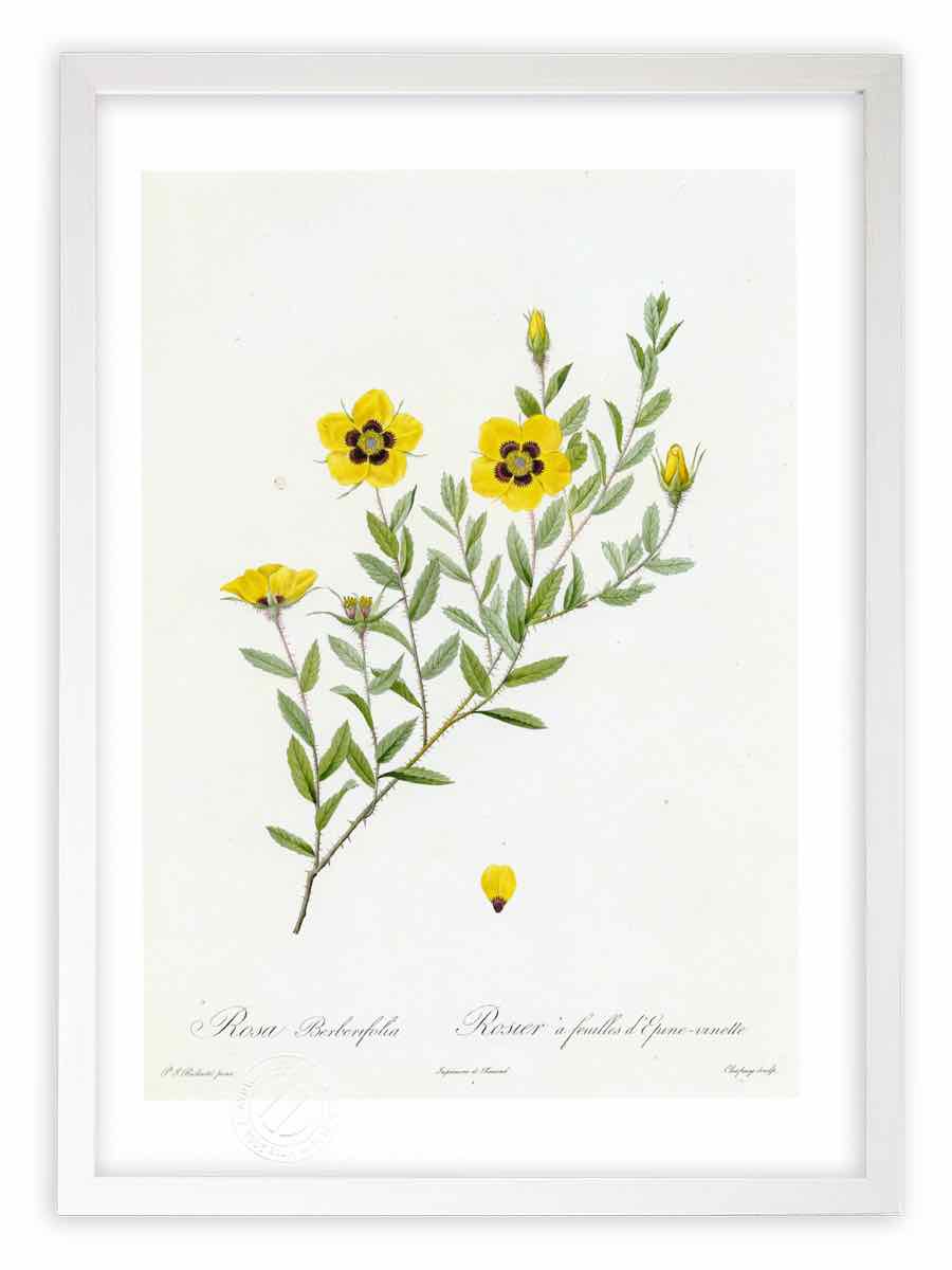 �ǲ� ���� �������٥�٥�ե��ꥢ ��ɥ����� �ܥ��˥��� �� �Х� ����ƥꥢ ������ ������ ���ʲ� ���� �ݥ����� ������ �����ȥѥͥ� ��ӥ� ����...