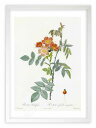 最大100%ポイントバック!限定抽選 版画 絵画 ロサ・ルブルフォリア ルドゥーテ ボタニカル 薔薇 バラ インテリア 額入り 額装込 風景画 油絵 ポスター ...