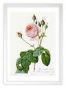 版画 絵画 ロサ・ケンティフォリア・ブラータ ルドゥーテ ボタニカル 薔薇 バラ インテリア 額入り 額装込 風景画 油絵 ポスター アート アートパネル リビング 玄関 プレゼント モダン アートフレーム 飾る おしゃれ 壁掛け 絵