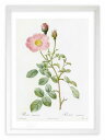 版画 絵画 ロサ・ムスコーサ ルドゥーテ ボタニカル 薔薇 バラ インテリア 額入り 額装込 風景画 油絵 ポスター アート アートパネル リビング 玄関 プレ...