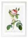版画 絵画 ロサ・ムスコーサ・ムルティプレックス ルドゥーテ ボタニカル 薔薇 バラ インテリア 額入り 額装込 風景画 油絵 ポスター アート アートパネル ...