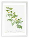 最大100%ポイントバック!限定抽選 版画 絵画 ロサ・クリノフィラ ルドゥーテ ボタニカル 薔薇 バラ インテリア 額入り 額装込 風景画 油絵 ポスター ア...