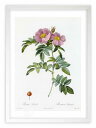 版画 絵画 ロサ・ルキダ ルドゥーテ ボタニカル 薔薇 バラ インテリア 額入り 額装込 風景画 油絵 ポスター アート アートパネル リビング 玄関 プレゼン...