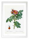 最大100%ポイントバック!限定抽選 版画 絵画 ロサ・カムチャティカ ルドゥーテ ボタニカル 薔薇 バラ インテリア 額入り 額装込 風景画 油絵 ポスター ...