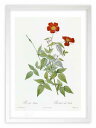 最大100%ポイントバック!限定抽選 版画 絵画 ロサ・インディカ ルドゥーテ ボタニカル 薔薇 バラ インテリア 額入り 額装込 風景画 油絵 ポスター アー...