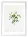 最大100%ポイントバック!限定抽選 版画 絵画 ロサ・インディカ・アクミナータ ルドゥーテ ボタニカル 薔薇 バラ インテリア 額入り 額装込 風景画 油絵 ...