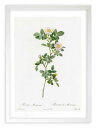 最大100%ポイントバック!限定抽選 版画 絵画 ロサ・モンテズマ ルドゥーテ ボタニカル 薔薇 バラ インテリア 額入り 額装込 風景画 油絵 ポスター アー...