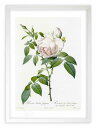 最大100%ポイントバック!限定抽選 版画 絵画 ロサ・インディカ・フラグランス ルドゥーテ ボタニカル 薔薇 バラ インテリア 額入り 額装込 風景画 油絵 ...