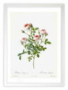 版画 絵画 ロサ・ポンポニア ルドゥーテ ボタニカル 薔薇 バラ インテリア 額入り 額装込 風景画 油絵 ポスター アート アートパネル リビング 玄関 プレ...