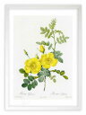 最大100%ポイントバック!限定抽選 版画 絵画 ロサ・エグランテリア ルドゥーテ ボタニカル 薔薇 バラ インテリア 額入り 額装込 風景画 油絵 ポスター ...