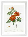 【抽選ポイント100%バック】版画 絵画 ロサ・エグランテリア ルドゥーテ ボタニカル 薔薇 バラ インテリア 額入り 額装込 風景画 油絵 ポスター アート ...