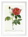 【抽選ポイント100%バック】版画 絵画 ロサ・ガリカ・オフィキナーリス ルドゥーテ ボタニカル 薔薇 バラ インテリア 額入り 額装込 風景画 油絵 ポスター...