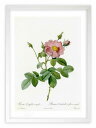 最大100%ポイントバック!限定抽選 版画 絵画 ロサ・ケンティフォリア・シンプレックス ルドゥーテ ボタニカル 薔薇 バラ インテリア 額入り 額装込 風景画...