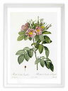 最大100%ポイントバック!限定抽選 版画 絵画 ロサ・カロリーナ・コリュンボーサ ルドゥーテ ボタニカル 薔薇 バラ インテリア 額入り 額装込 風景画 油絵...