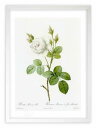 最大100%ポイントバック!限定抽選 版画 絵画 ロサ・ムスコーサ・アルバ ルドゥーテ ボタニカル 薔薇 バラ インテリア 額入り 額装込 風景画 油絵 ポスタ...
