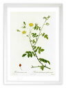版画 絵画 ロサ・アルウェンシス・オウァータ ルドゥーテ ボタニカル 薔薇 バラ インテリア 額入り 額装込 風景画 油絵 ポスター アート アートパネル リビ...