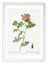 最大100%ポイントバック!限定抽選 版画 絵画 ロサ・ルビギノーサ・トゥリフローラ ルドゥーテ ボタニカル 薔薇 バラ インテリア 額入り 額装込 風景画 油...