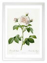 最大100%ポイントバック!限定抽選 版画 絵画 ロサ・アルバ・レガリス ルドゥーテ ボタニカル 薔薇 バラ インテリア 額入り 額装込 風景画 油絵 ポスター...