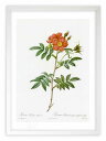 最大100%ポイントバック!限定抽選 版画 絵画 ロサ・レドゥーテア・ルベスケンス ルドゥーテ ボタニカル 薔薇 バラ インテリア 額入り 額装込 風景画 油絵...