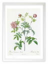 最大100%ポイントバック!限定抽選 版画 絵画 ロサ・キンナモメア・マイアリス ルドゥーテ ボタニカル 薔薇 バラ インテリア 額入り 額装込 風景画 油絵 ...