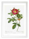 版画 絵画 ロサ・ダマスケナ・コッキネア ルドゥーテ ボタニカル 薔薇 バラ インテリア 額入り 額装込 風景画 油絵 ポスター アート アートパネル リビング...