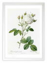 最大100%ポイントバック!限定抽選 版画 絵画 ロサ・ケンティフォリア・ムタビリス ルドゥーテ ボタニカル 薔薇 バラ インテリア 額入り 額装込 風景画 油...