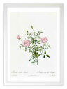 最大100%ポイントバック!限定抽選 版画 絵画 ロサ・インディカ・プミラ ルドゥーテ ボタニカル 薔薇 バラ インテリア 額入り 額装込 風景画 油絵 ポスタ...
