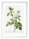最大100%ポイントバック!限定抽選 版画 絵画 ロサ・ビフェラ・アルバ ルドゥーテ ボタニカル 薔薇 バラ インテリア 額入り 額装込 風景画 油絵 ポスター...