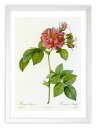 最大100%ポイントバック!限定抽選 版画 絵画 ロサ・トゥルビナータ ルドゥーテ ボタニカル 薔薇 バラ インテリア 額入り 額装込 風景画 油絵 ポスター ...