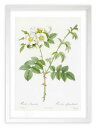 【抽選ポイント100%バック】版画 絵画 ロサ・レウカンタ ルドゥーテ ボタニカル 薔薇 バラ インテリア 額入り 額装込 風景画 油絵 ポスター アート アー...