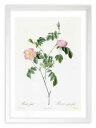 最大100%ポイントバック!限定抽選 版画 絵画 ロサ・フォエティダ ルドゥーテ ボタニカル 薔薇 バラ インテリア 額入り 額装込 風景画 油絵 ポスター ア...