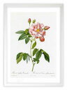 版画 絵画 ロサ・ガリカ・ウェルシコロール ルドゥーテ ボタニカル 薔薇 バラ インテリア 額入り 額装込 風景画 油絵 ポスター アート アートパネル リビング 玄関 プレゼント モダン アートフレーム 飾る Mサイズ おしゃれ 壁掛け 絵