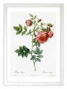 【抽選ポイント100%バック】版画 絵画 ロサ・ラーパ ルドゥーテ ボタニカル 薔薇 バラ インテリア 額入り 額装込 風景画 油絵 ポスター アート アートパ...