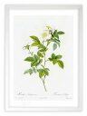 最大100%ポイントバック!限定抽選 版画 絵画 ロサ・アンデガヴァンシス ルドゥーテ ボタニカル 薔薇 バラ インテリア 額入り 額装込 風景画 油絵 ポスタ...