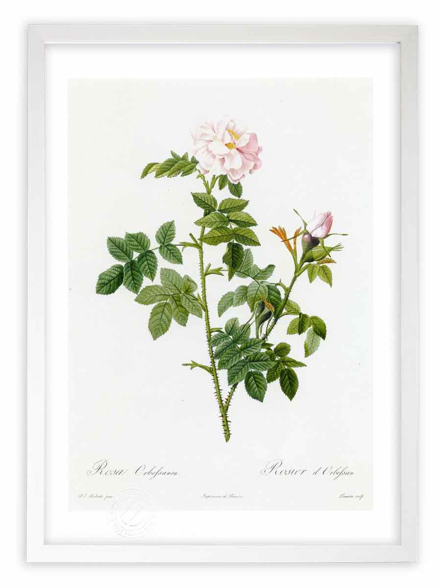 版画 絵画 ロサ・オルベッサネア ルドゥーテ ボタニカル 薔薇 バラ インテリア 額入り 額装込 風景画 油絵 ポスター アート アートパネル リビング 玄関 プレゼント モダン アートフレーム 飾る おしゃれ 壁掛け 絵