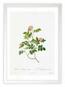 最大100%ポイントバック!限定抽選 版画 絵画 ロサ・ルビギノーサ・ネモラーリス ルドゥーテ ボタニカル 薔薇 バラ インテリア 額入り 額装込 風景画 油絵...